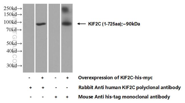 KIF2C Antibody in Western Blot (WB)