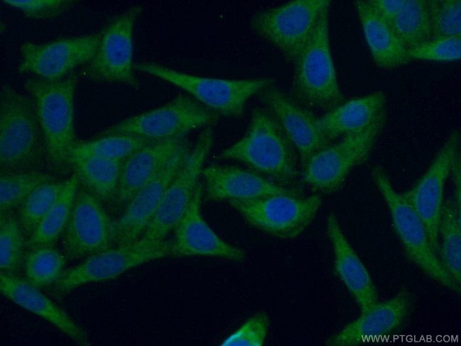 GAK Antibody in Immunocytochemistry (ICC/IF)