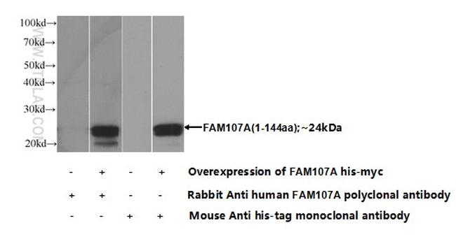 FAM107A Antibody in Western Blot (WB)