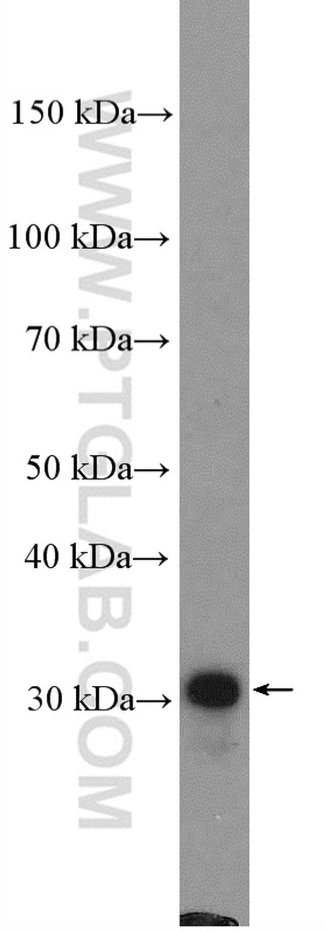 TOMM34 Antibody in Western Blot (WB)