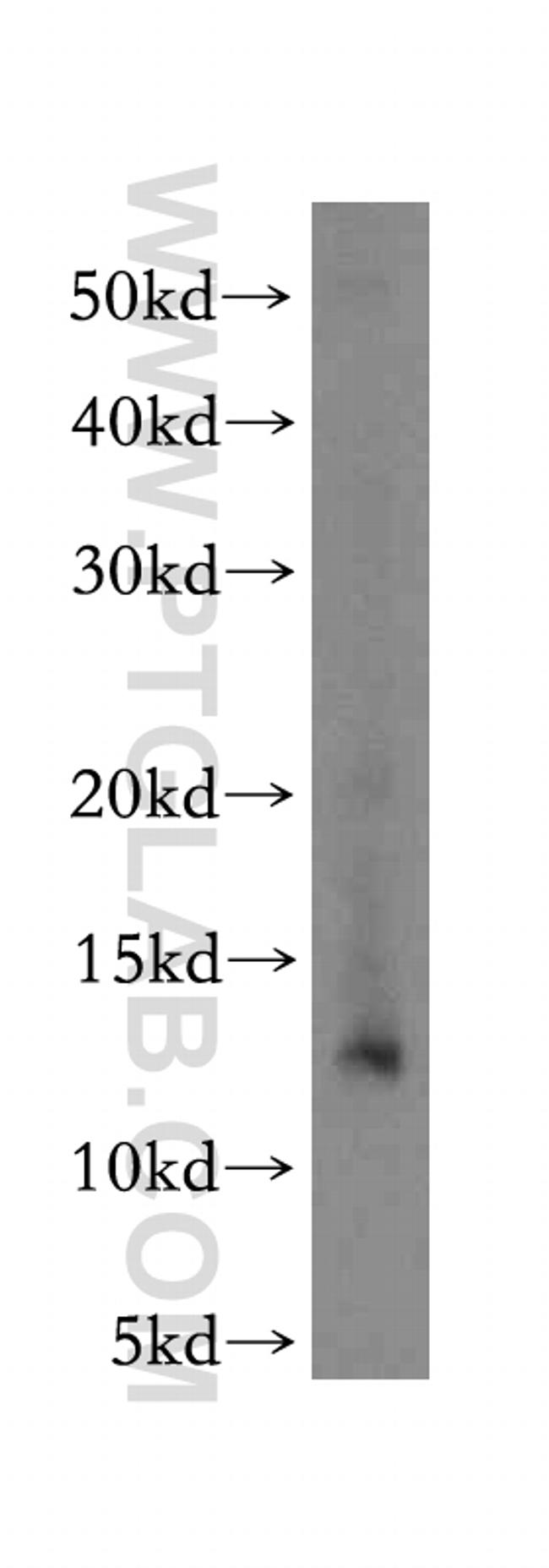 CHURC1 Antibody in Western Blot (WB)