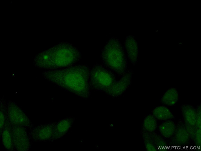 MCM10 Antibody in Immunocytochemistry (ICC/IF)