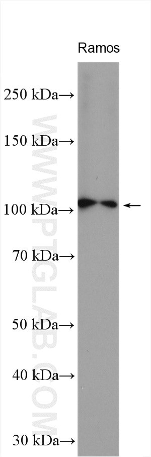 MCM10 Antibody in Western Blot (WB)