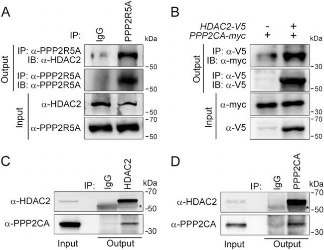 HDAC2 Antibody in Western Blot (WB)