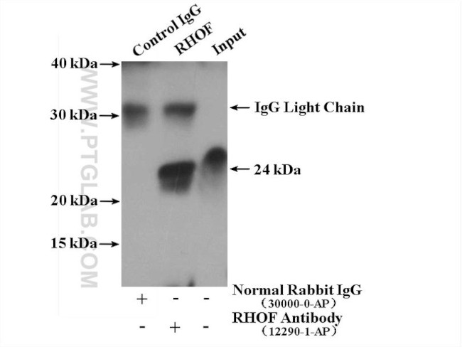 RHOF Antibody in Immunoprecipitation (IP)