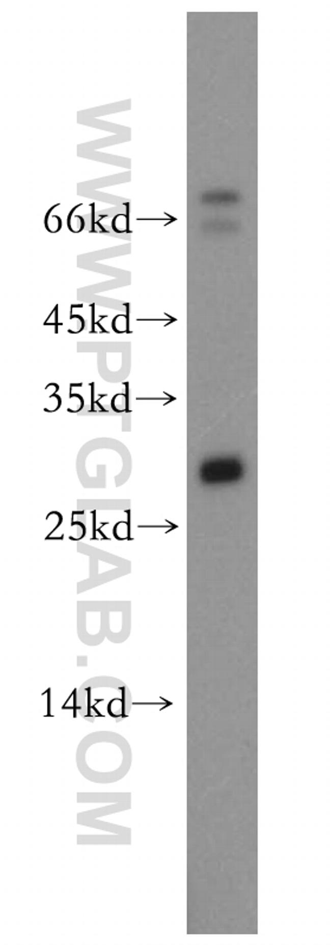 Neurotrophin 4 Antibody in Western Blot (WB)