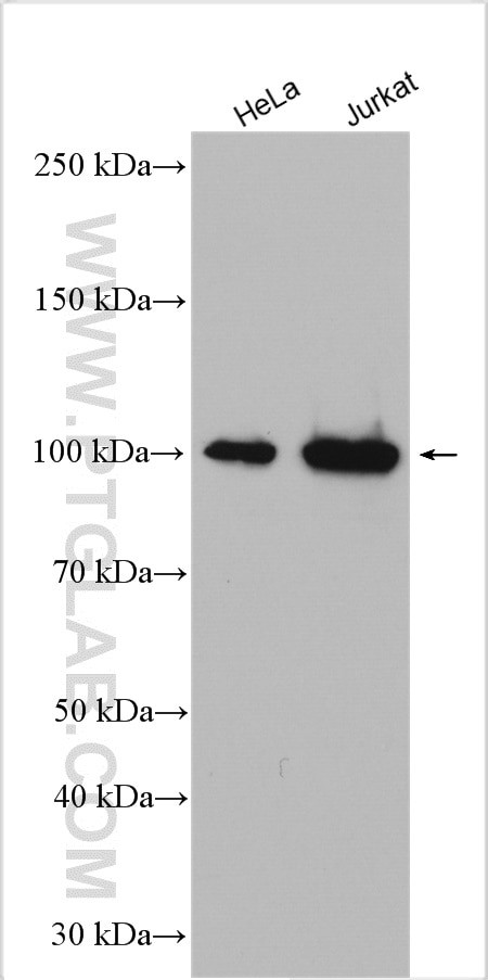 SCYL2 Antibody in Western Blot (WB)