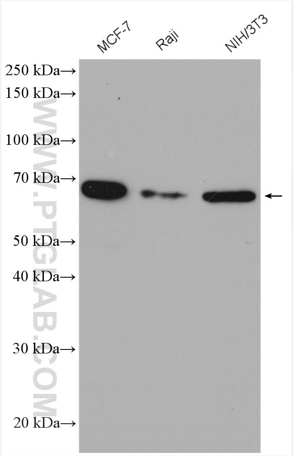 DNAJC1 Antibody in Western Blot (WB)