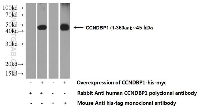 CCNDBP1 Antibody in Western Blot (WB)