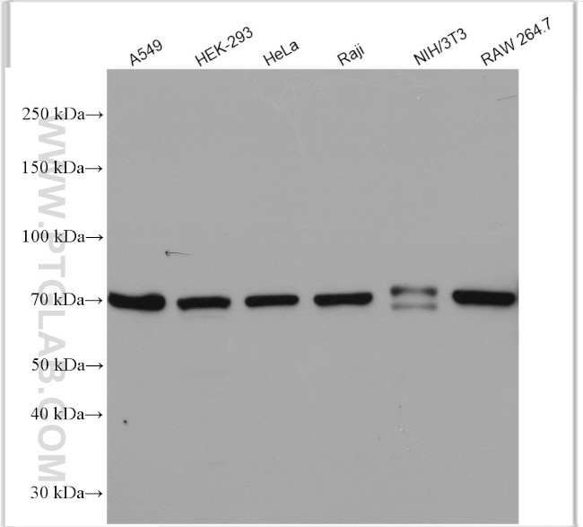 COX2 Antibody in Western Blot (WB)