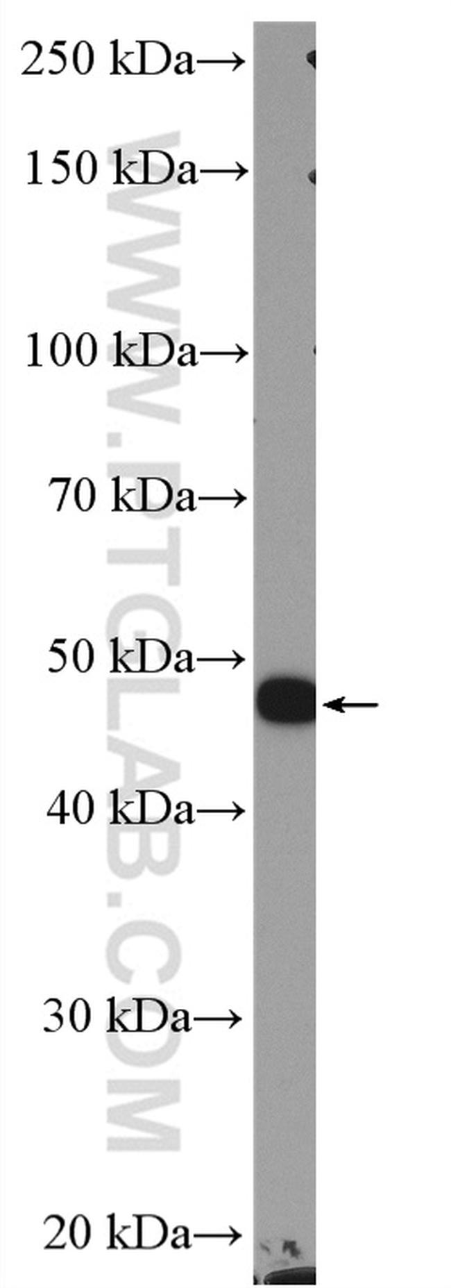 HOMER1 Antibody in Western Blot (WB)