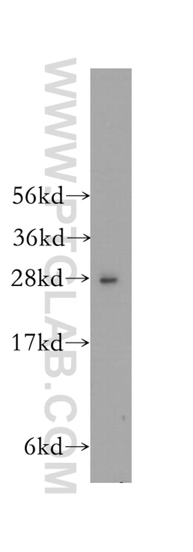 HS2ST1 Antibody in Western Blot (WB)