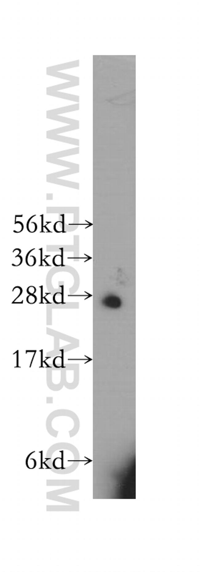 HS2ST1 Antibody in Western Blot (WB)