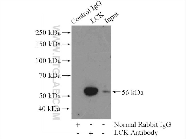 LCK Antibody in Immunoprecipitation (IP)