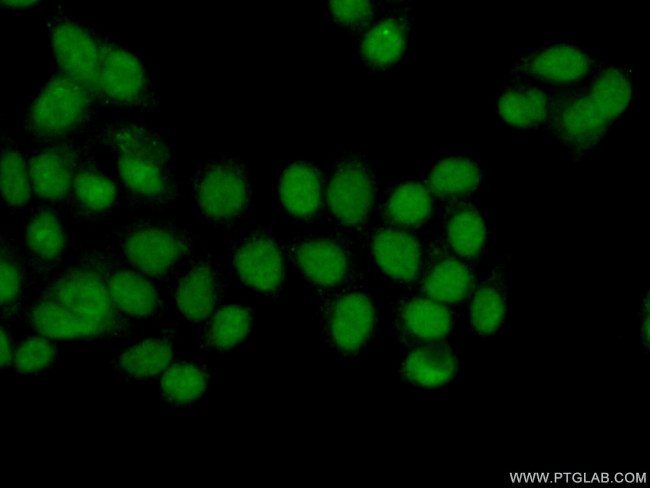NUFIP1 Antibody in Immunocytochemistry (ICC/IF)
