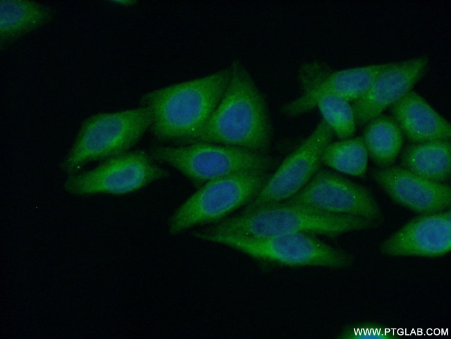 CPVL Antibody in Immunocytochemistry (ICC/IF)