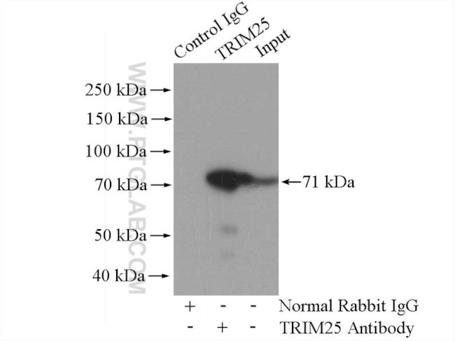 TRIM25 Antibody in Immunoprecipitation (IP)