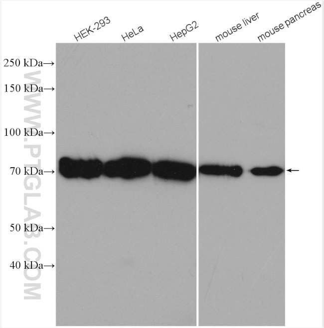 TRIM25 Antibody in Western Blot (WB)