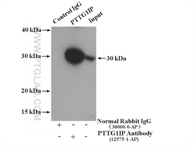 PTTG1IP Antibody in Immunoprecipitation (IP)
