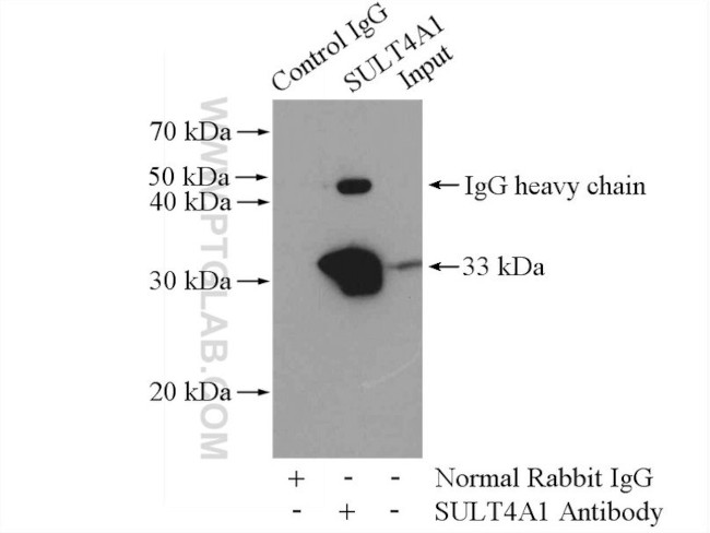 SULT4A1 Antibody in Immunoprecipitation (IP)