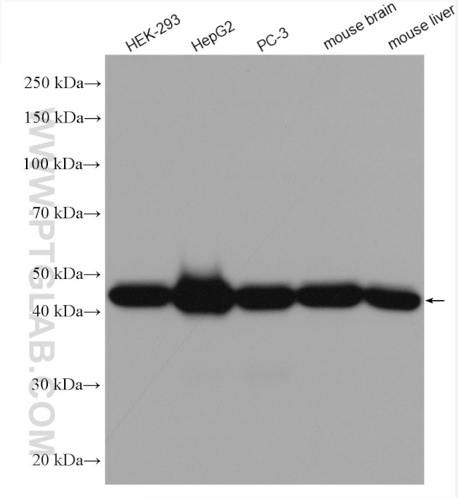 SUCLA2 Antibody in Western Blot (WB)