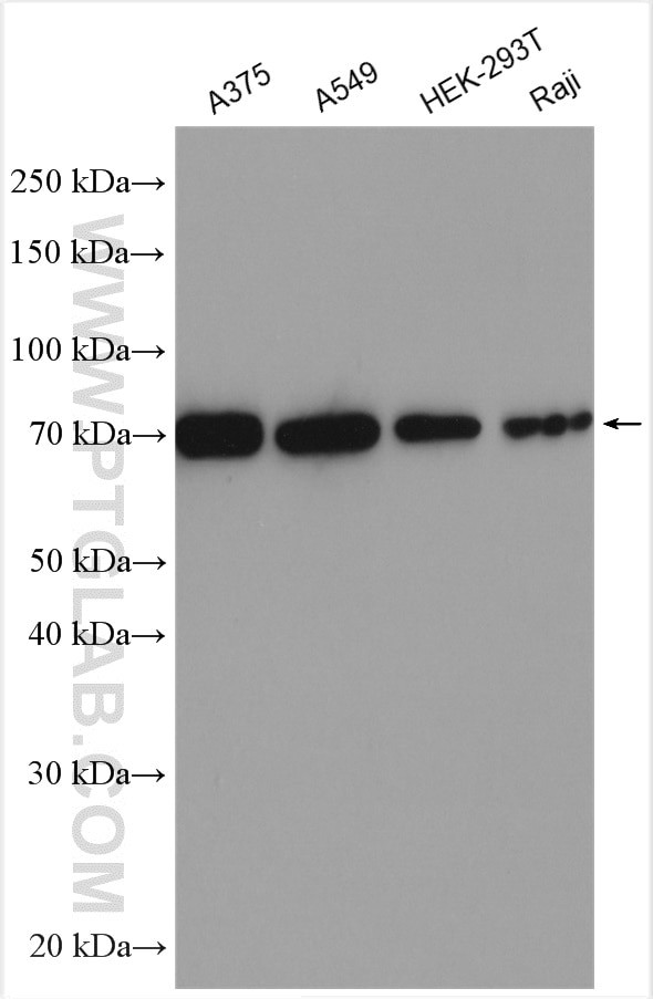 LAMP3 Antibody in Western Blot (WB)