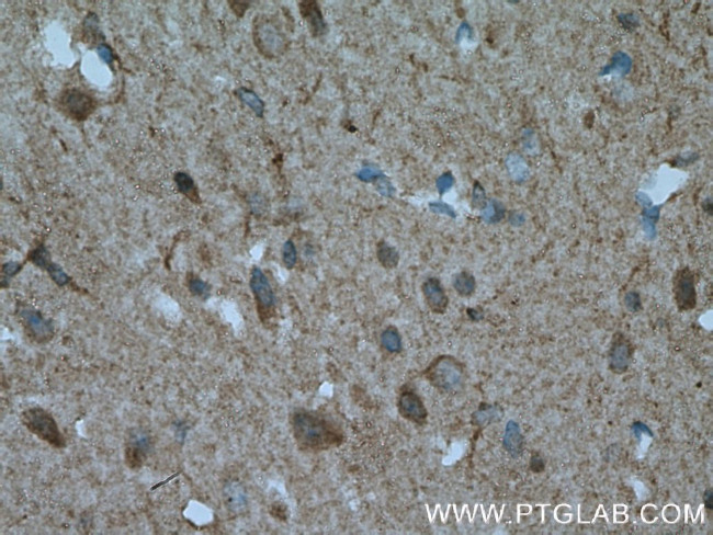 ENPP6 Antibody in Immunohistochemistry (Paraffin) (IHC (P))