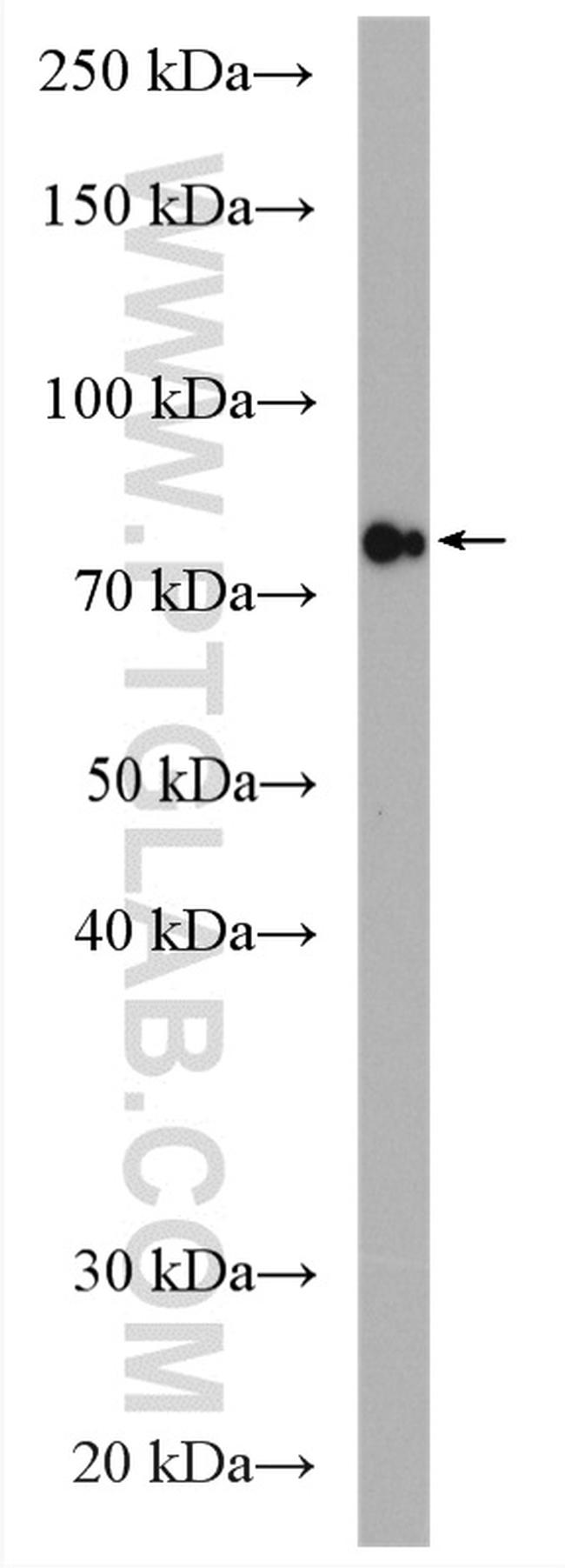 GlnRS Antibody in Western Blot (WB)