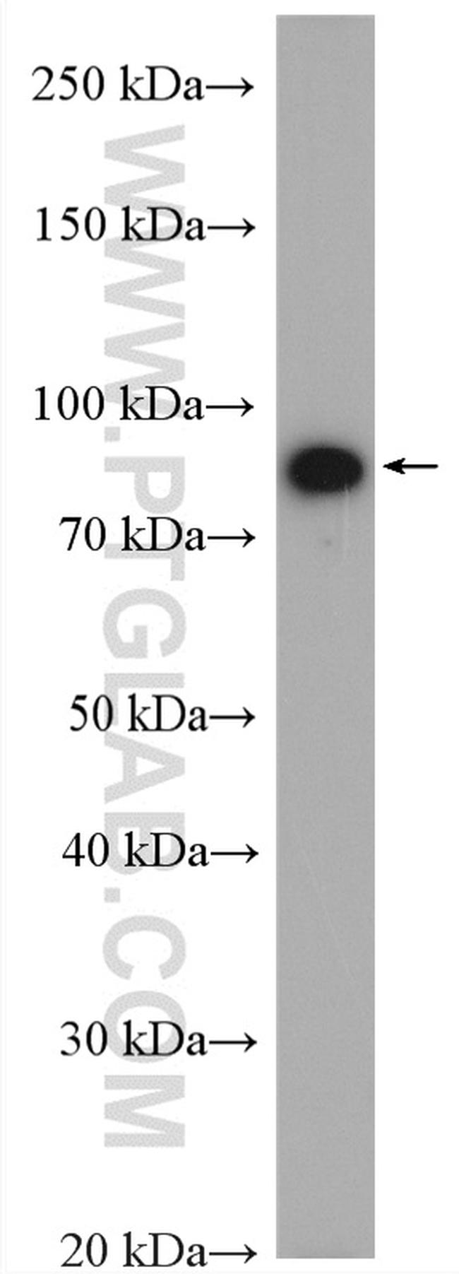 GlnRS Antibody in Western Blot (WB)