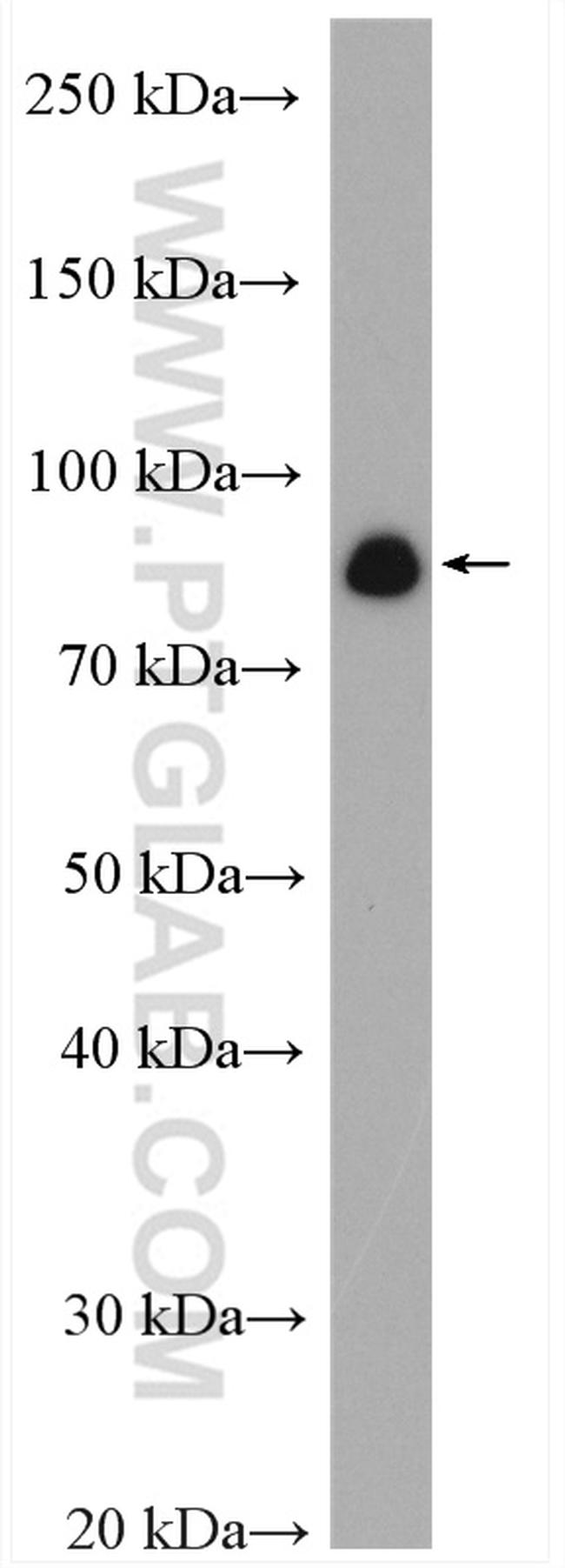 GlnRS Antibody in Western Blot (WB)