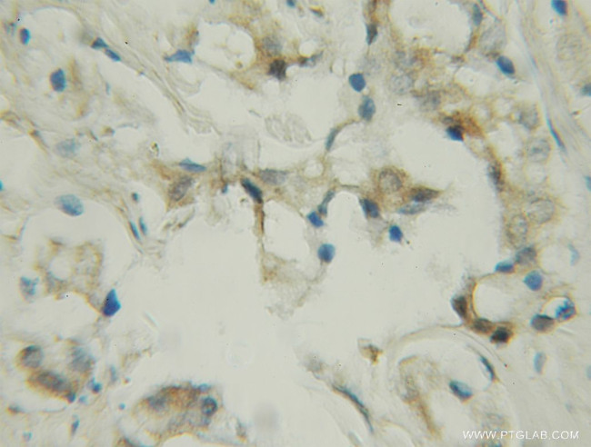 PDE9A Antibody in Immunohistochemistry (Paraffin) (IHC (P))