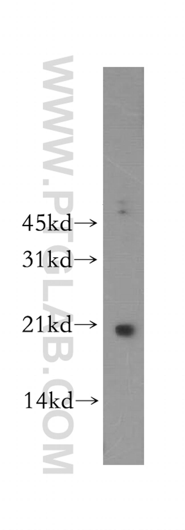 MAFF Antibody in Western Blot (WB)