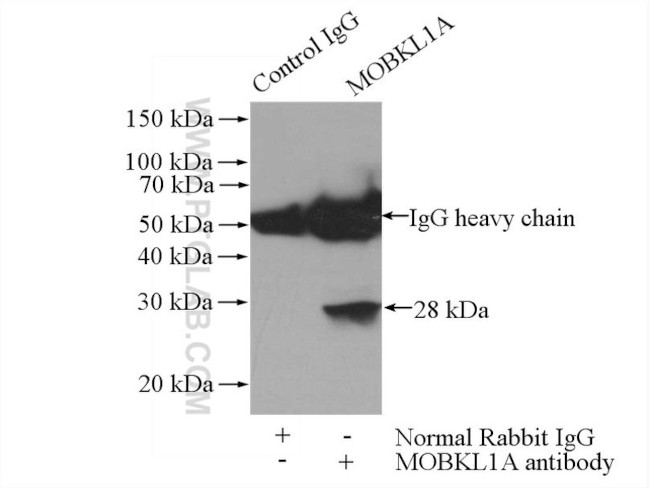 MOBKL1A Antibody in Immunoprecipitation (IP)
