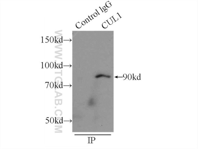 CUL1 Antibody in Immunoprecipitation (IP)