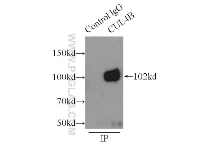 CUL4B Polyclonal Antibody (12916-1-AP)