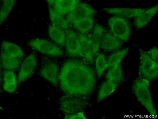 COASY Antibody in Immunocytochemistry (ICC/IF)