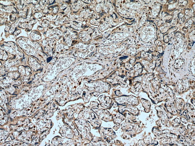 NEU4 Antibody in Immunohistochemistry (Paraffin) (IHC (P))