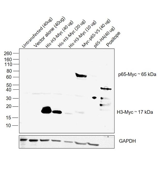 c-Myc Monoclonal Antibody (9E10) (13-2500)