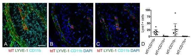 CD11b Antibody in Immunohistochemistry (IHC)