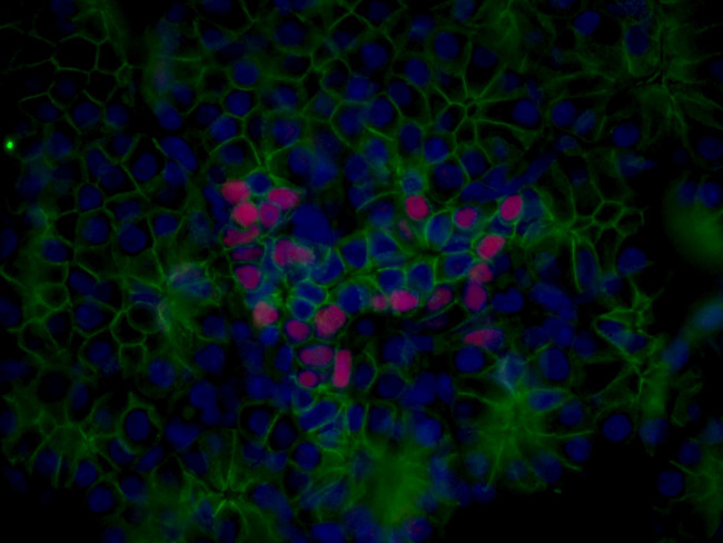 NKX2-2 Antibody in Immunocytochemistry (ICC/IF)