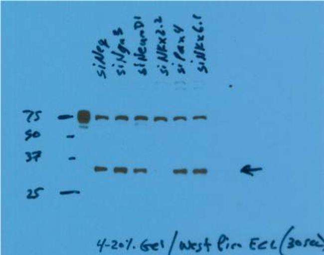 NKX2-2 Antibody in Western Blot (WB)