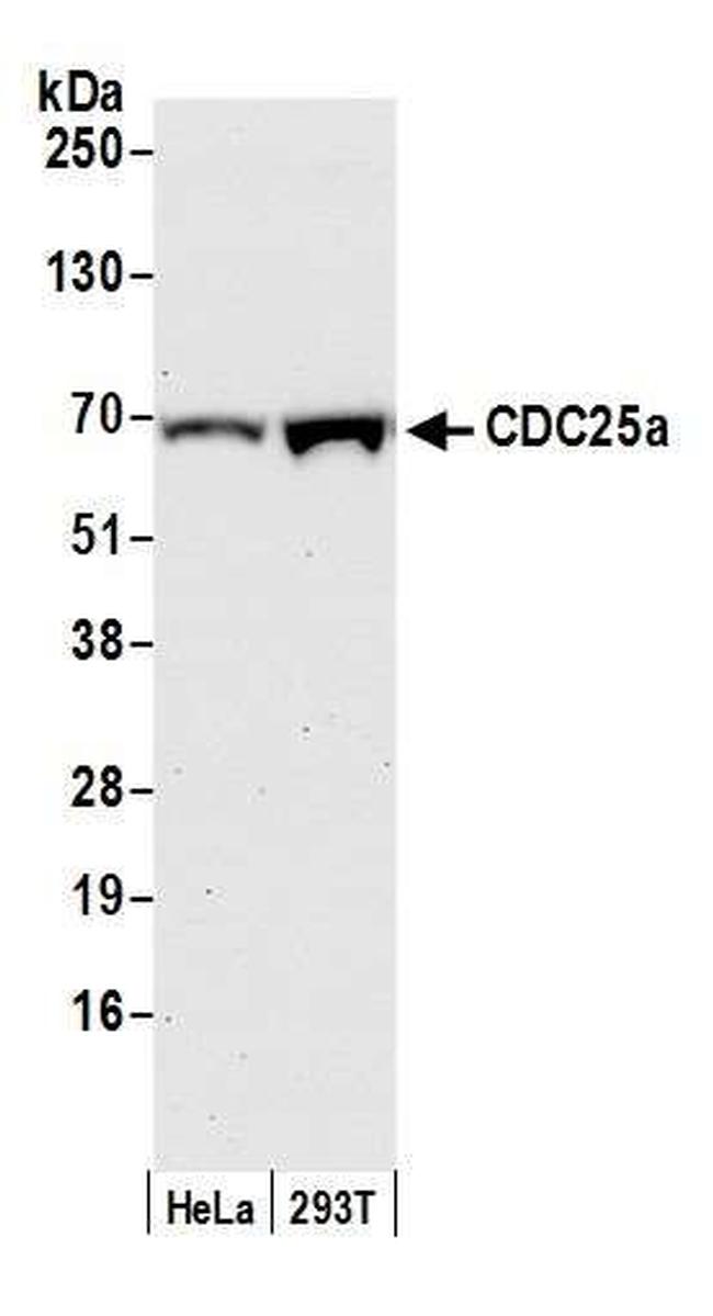 CDC25a Antibody in Western Blot (WB)