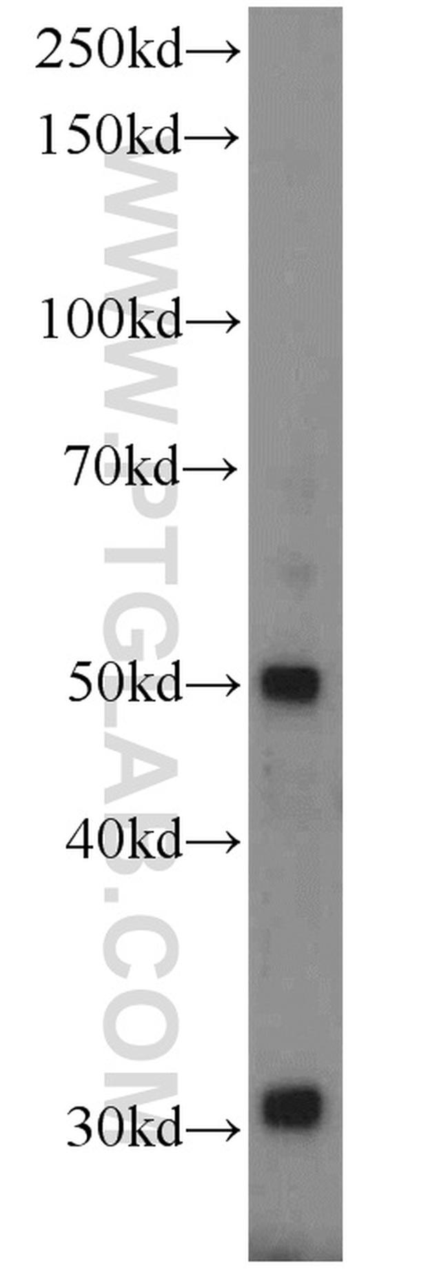 Glypican 4 Antibody in Western Blot (WB)