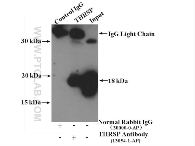 THRSP Antibody in Immunoprecipitation (IP)