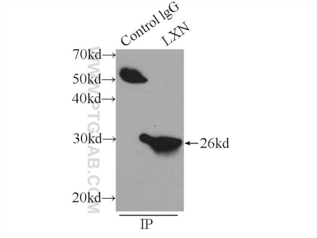 LXN Antibody in Immunoprecipitation (IP)
