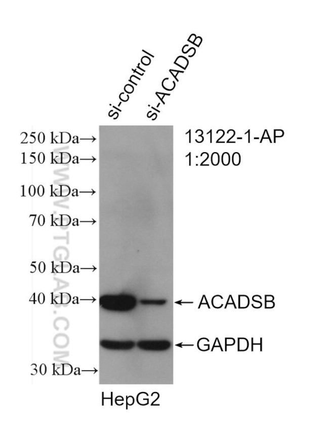 ACADSB Antibody in Western Blot (WB)