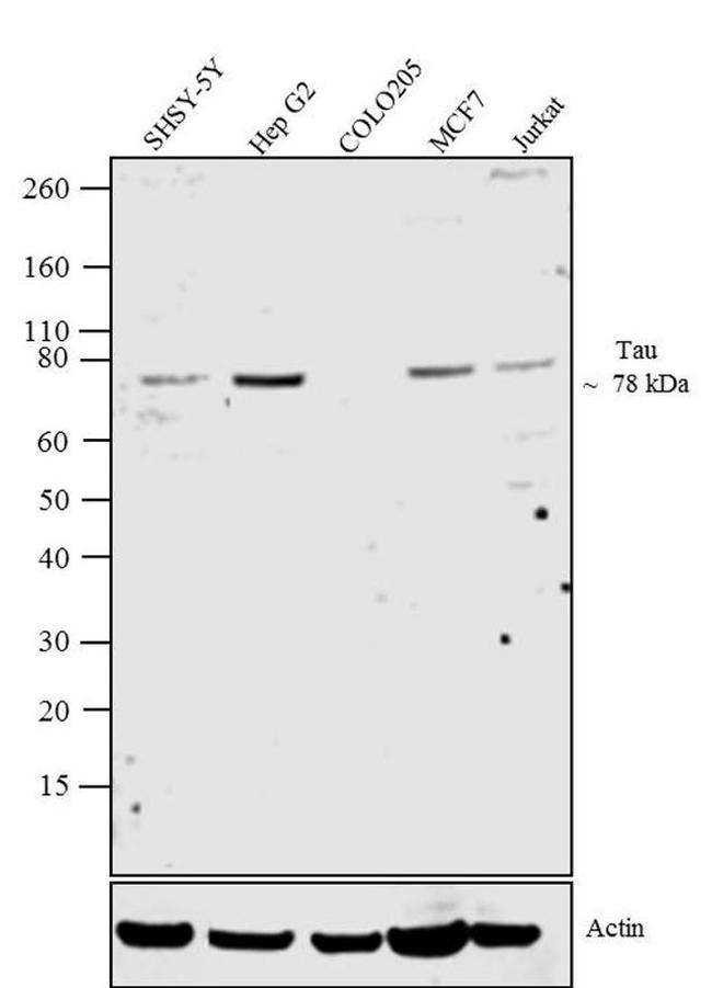 Tau Antibody in Western Blot (WB)