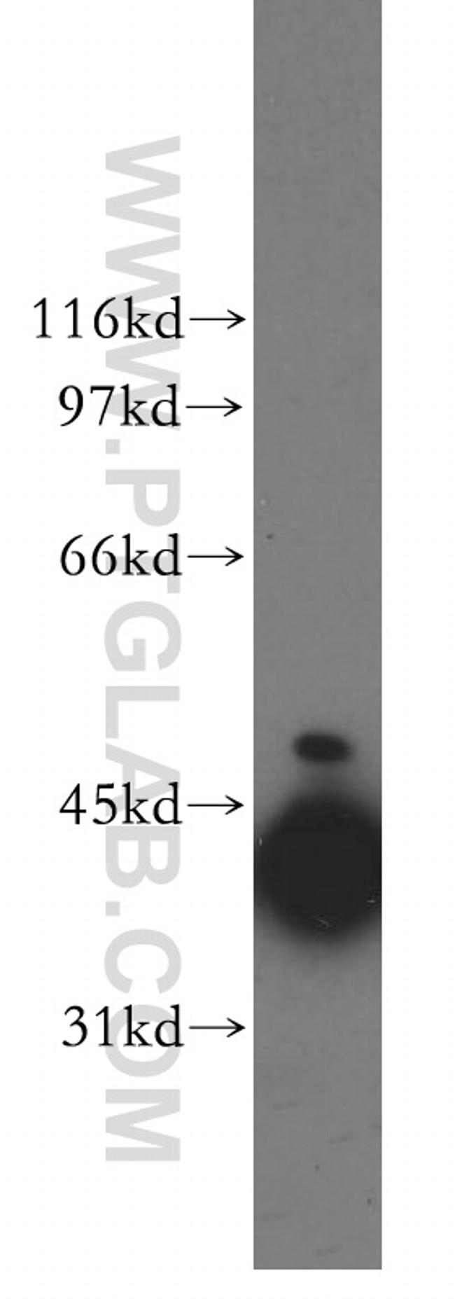 DNAJB1 Antibody in Western Blot (WB)