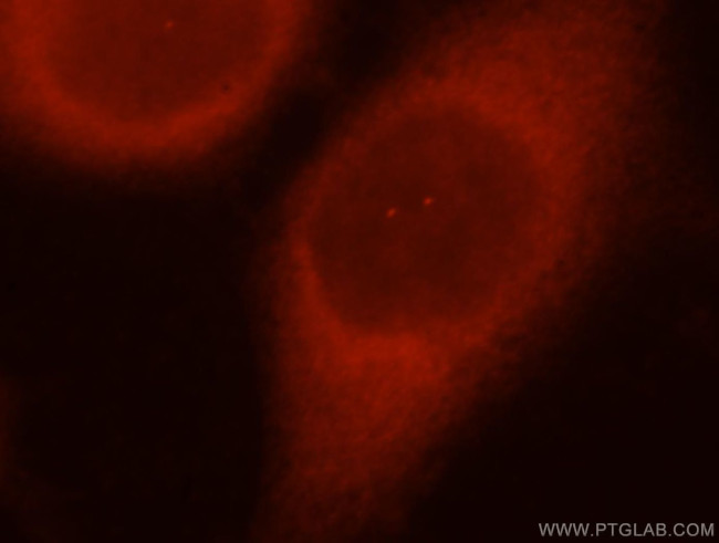 DNAJB1 Antibody in Immunocytochemistry (ICC/IF)