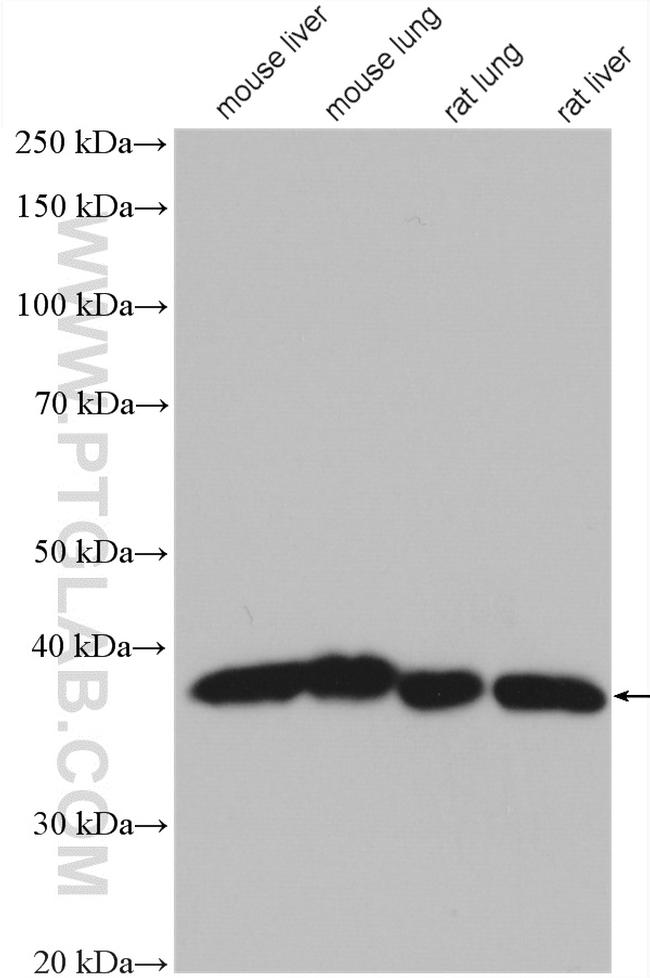 DNAJB1 Antibody in Western Blot (WB)